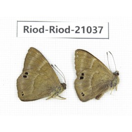 Abisara freda ssp. China, Yunnan, Dali, Fengyi town. 2M. Riod-Riod-21037.