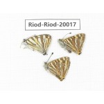 Dodona eugenes & Dodona durga. China, Yunnan, Dali, Fengyi town. 3M. Riod-Riod-20017.