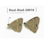 Abisara freda ssp. China, Yunnan, Dali, Fengyi town. 2M. Riod-Riod-20018.