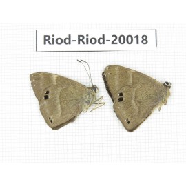 Abisara freda ssp. China, Yunnan, Dali, Fengyi town. 2M. Riod-Riod-20018.