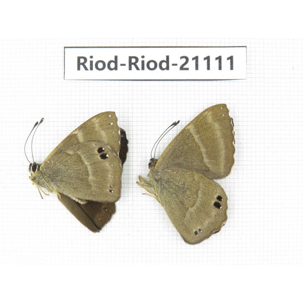 Abisara freda ssp. China, Yunnan, Dali, Fengyi town. 2M. Riod-Riod-21111.