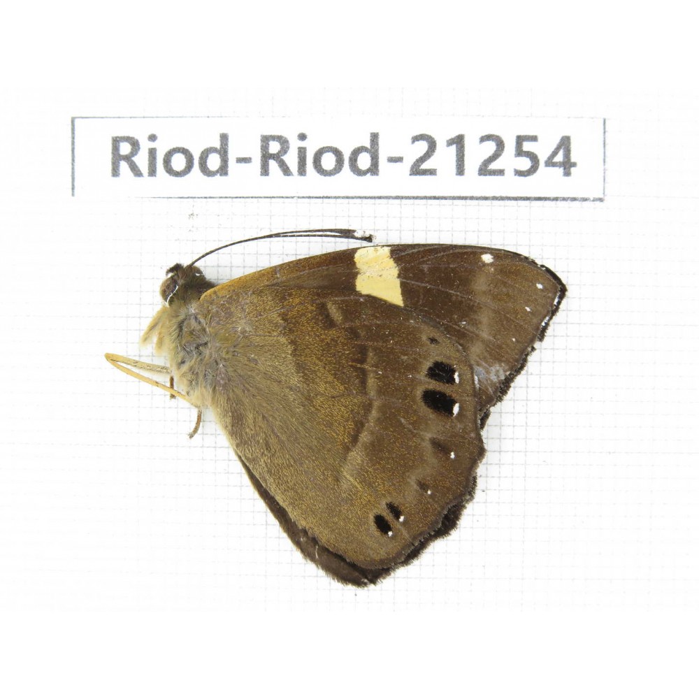 Abisara sp. China, Yunnan, Nujiang, N of Mt.Biluoxueshan. 1M. Riod-Riod-21254.
