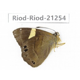 Abisara sp. China, Yunnan, Nujiang, N of Mt.Biluoxueshan. 1M. Riod-Riod-21254.