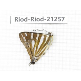 Dodona kaolinkon. China, Yunnan, Nujiang, N of Mt.Biluoxueshan. 1M. Riod-Riod-21257.