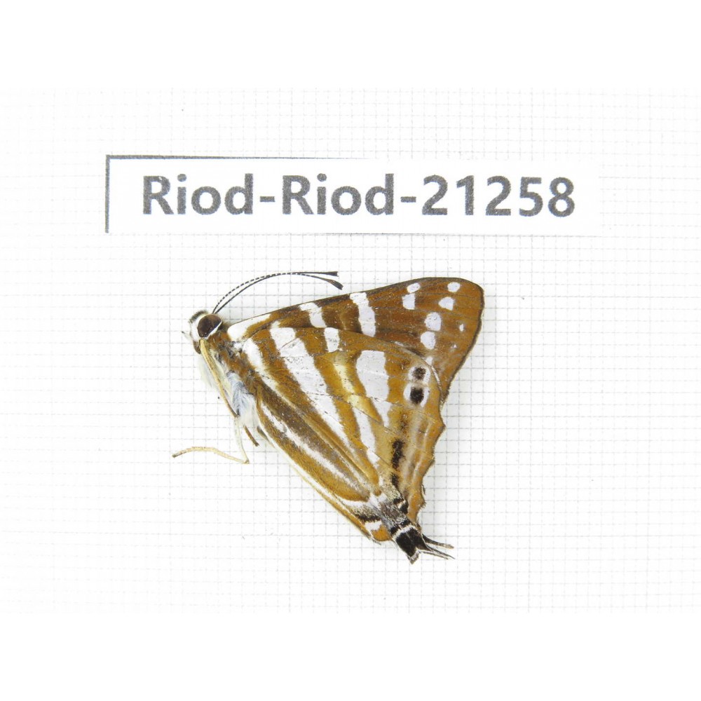 Dodona kaolinkon. China, Yunnan, Nujiang, N of Mt.Biluoxueshan. 1M. Riod-Riod-21258.