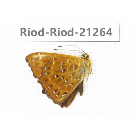 Zemeros flegyas. China, Yunnan, Nujiang, N of Mt.Biluoxueshan. 1M. Riod-Riod-21264.