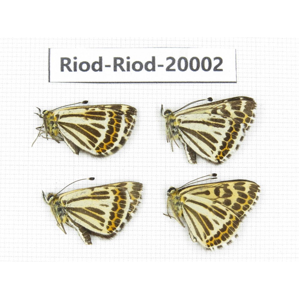 Polycaena chauchawensis. China, Yunnan, Xiangerila, Weixi county. 4M. Riod-Riod-20002.