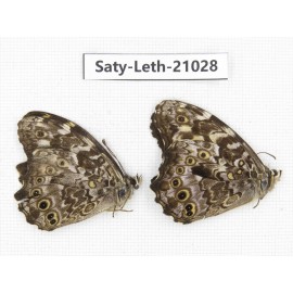 Neope pulahoides. China, Sichuan, Baoxing county. 2M. Saty-Leth-21028.