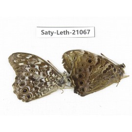 Neope sp. China, Sichuan, Liangshan area, Dechang county. 2M. Saty-Leth-21067.