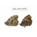 Neope sp. China, Sichuan, Liangshan area, Dechang county. 2M. Saty-Leth-21070.