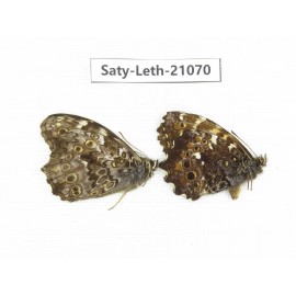 Neope sp. China, Sichuan, Liangshan area, Dechang county. 2M. Saty-Leth-21070.