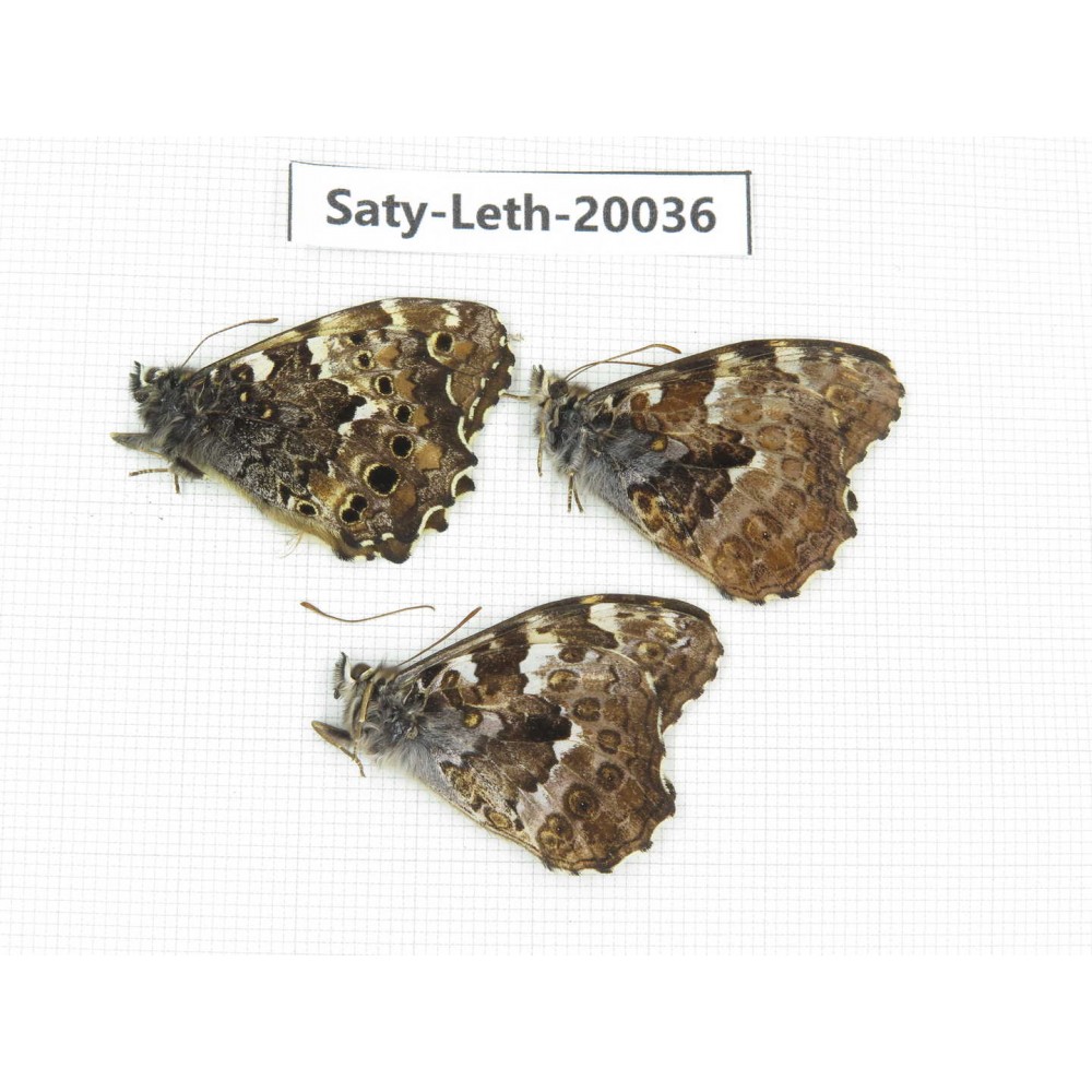 Neope agrestis. China, Yunnan, Lijiang, W part of Yulong. 3M. Saty-Leth-20036.