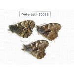 Neope agrestis. China, Yunnan, Lijiang, W part of Yulong. 3M. Saty-Leth-20036.