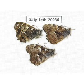 Neope agrestis. China, Yunnan, Lijiang, W part of Yulong. 3M. Saty-Leth-20036.