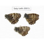 Neope agrestis. China, Yunnan, N of Nujiang valley. 3M. Saty-Leth-20015.