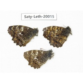 Neope agrestis. China, Yunnan, N of Nujiang valley. 3M. Saty-Leth-20015.