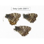 Neope agrestis. China, Yunnan, N of Nujiang valley. 3M. Saty-Leth-20011.