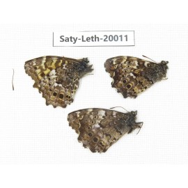 Neope agrestis. China, Yunnan, N of Nujiang valley. 3M. Saty-Leth-20011.