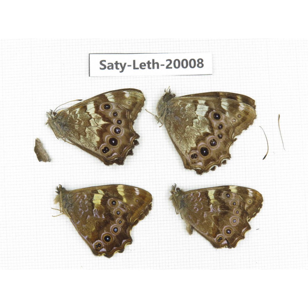 Lethe sp. China, Yunnan, Xiangerila, Weixi county. 4M. Saty-Leth-20008.