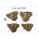 Lethe sp. China, Yunnan, Xiangerila, Weixi county. 4M. Saty-Leth-20008.