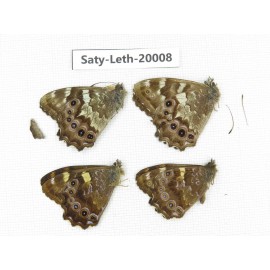 Lethe sp. China, Yunnan, Xiangerila, Weixi county. 4M. Saty-Leth-20008.