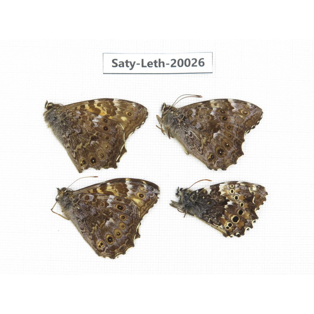 Neope agrestis. China, Yunnan, Xianggerila, about 90km S of Zhongdian. 4M. Saty-Leth-20026.