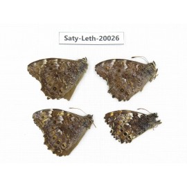 Neope agrestis. China, Yunnan, Xianggerila, about 90km S of Zhongdian. 4M. Saty-Leth-20026.