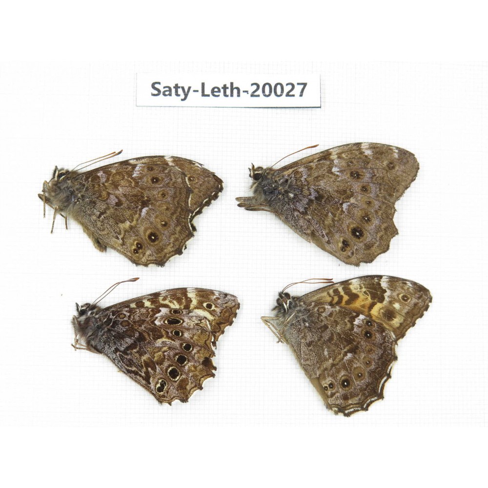 Neope agrestis. China, Yunnan, Xianggerila, about 90km S of Zhongdian. 4M. Saty-Leth-20027.