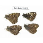 Neope agrestis. China, Yunnan, Xianggerila, about 90km S of Zhongdian. 4M. Saty-Leth-20028.