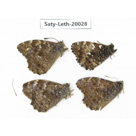 Neope agrestis. China, Yunnan, Xianggerila, about 90km S of Zhongdian. 4M. Saty-Leth-20028.