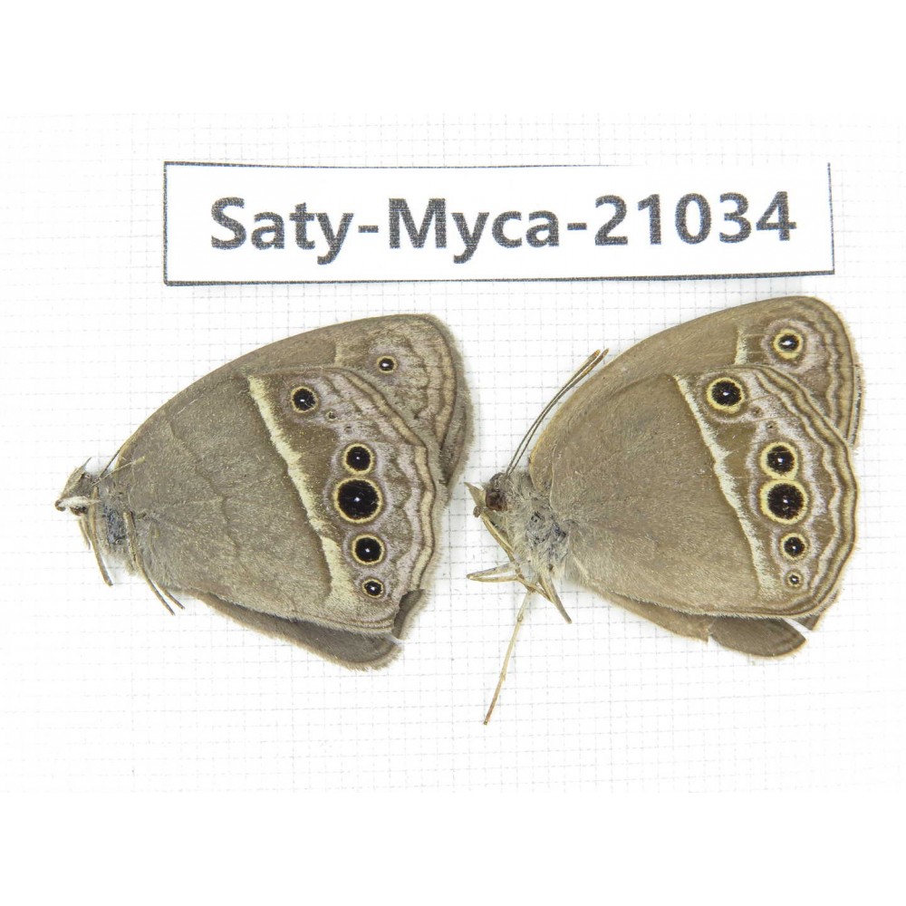 Mycalesis sp. China, Guangxi, Baise, Mt.Cenwanglaoshan. 2M. Saty-Myca-21034.