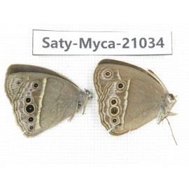 Mycalesis sp. China, Guangxi, Baise, Mt.Cenwanglaoshan. 2M. Saty-Myca-21034.