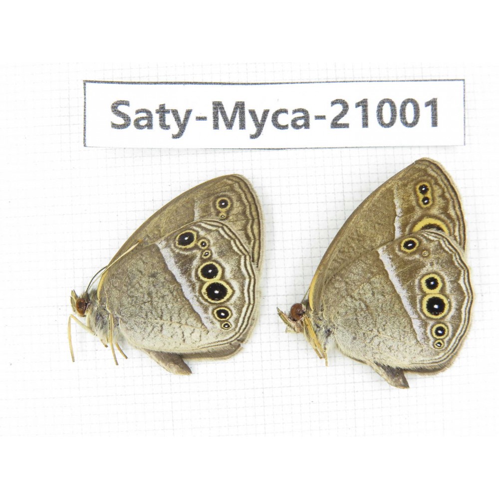 Mycalesis sp. China, Heilongjiang, Haerbin, Tonghe county. 2M. Saty-Myca-21001.
