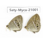 Mycalesis sp. China, Heilongjiang, Haerbin, Tonghe county. 2M. Saty-Myca-21001.