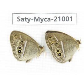 Mycalesis sp. China, Heilongjiang, Haerbin, Tonghe county. 2M. Saty-Myca-21001.