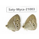 Mycalesis sp. China, Heilongjiang, Haerbin, Tonghe county. 2M. Saty-Myca-21003.