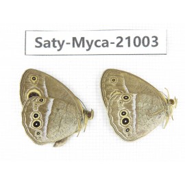 Mycalesis sp. China, Heilongjiang, Haerbin, Tonghe county. 2M. Saty-Myca-21003.