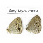 Mycalesis sp. China, Heilongjiang, Haerbin, Tonghe county. 2M. Saty-Myca-21004.