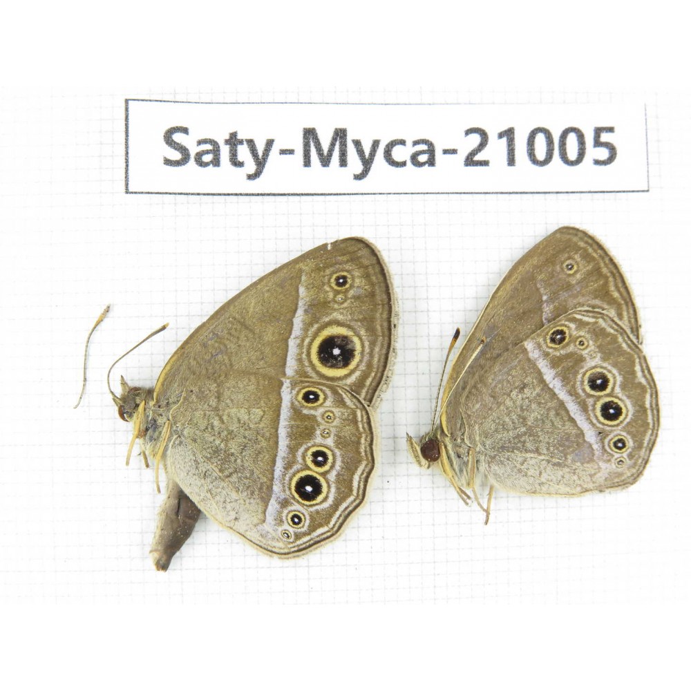 Mycalesis sp. China, Heilongjiang, Haerbin, Tonghe county. 2M. Saty-Myca-21005.