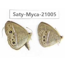 Mycalesis sp. China, Heilongjiang, Haerbin, Tonghe county. 2M. Saty-Myca-21005.