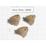 Hyponephele sifanica. China, Gansu, Hezuo, Kajiaman. 2M1F. Saty-Othe-18095.