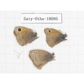 Hyponephele sifanica. China, Gansu, Hezuo, Kajiaman. 2M1F. Saty-Othe-18095.