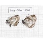 Melanargia halimede ssp. China, Gansu, Hezuo, Kajiaman. 2M. Saty-Othe-18108.