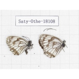 Melanargia halimede ssp. China, Gansu, Hezuo, Kajiaman. 2M. Saty-Othe-18108.