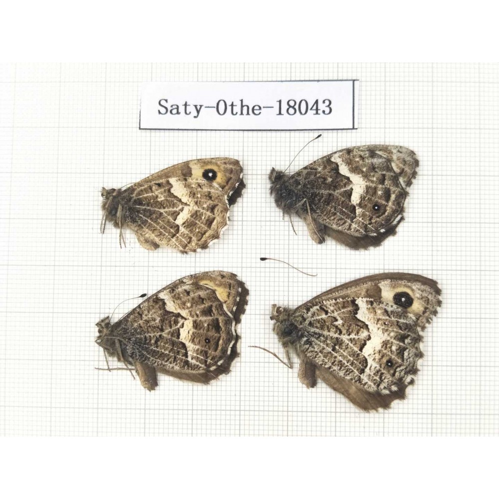 Eumenis autonoe. China, Gansu, Xiahe county. 4M. Saty-Othe-18043.