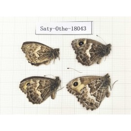 Eumenis autonoe. China, Gansu, Xiahe county. 4M. Saty-Othe-18043.
