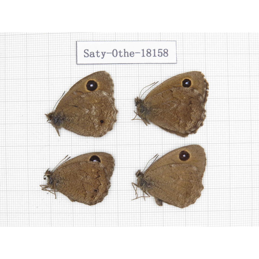 Minois dryas ssp. China, Gansu, Yongjing county. 4M. Saty-Othe-18158.