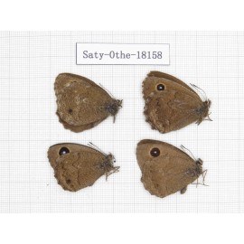 Minois dryas ssp. China, Gansu, Yongjing county. 4M. Saty-Othe-18158.