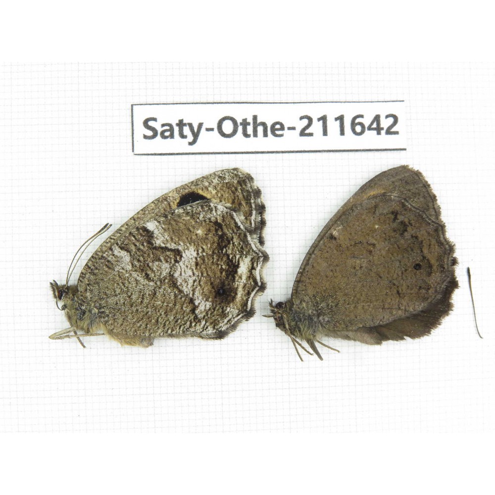 Minois paupera ssp. China, Gansu, Yongjing county. 1P. Saty-Othe-211642.