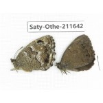 Minois paupera ssp. China, Gansu, Yongjing county. 1P. Saty-Othe-211642.